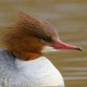 Большой крохаль — Mergus merganser merganser