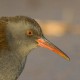 Водяной пастушок — Rallus aquaticus indicus