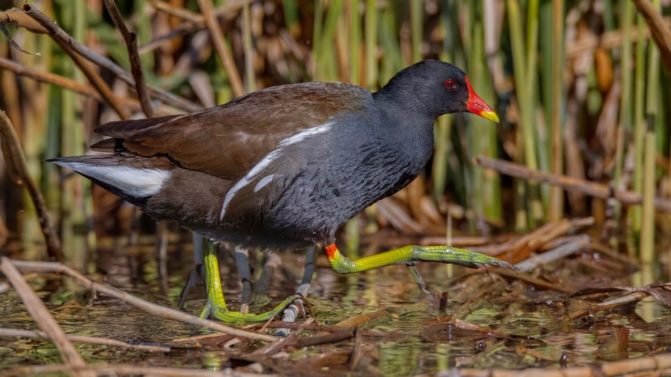 Камышница — Gallinula chloropus chloropus