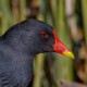 Камышница — Gallinula chloropus chloropus