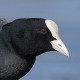 Лысуха — Fulica atra atra