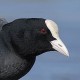 Лысуха — Fulica atra atra