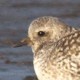 Тулес — Pluvialis squatorola