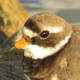 Галстучник — Charadrius hiaticula tundrae