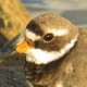 Галстучник — Charadrius hiaticula tundrae