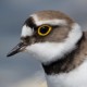 Малый зуёк — Charadrius dubius curonicus