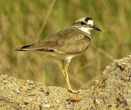 Уссурийский зуёк — Charadrius placidus