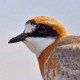 Монгольский зуёк — Charadrius mongolus