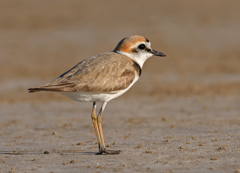 Морской зуёк — Charadrius alexandrinus dealbatus