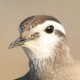 Хрустан — Eudromias morinellus