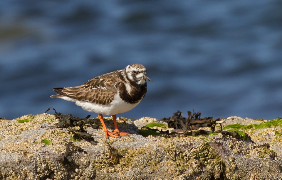 Камнешарка — Arenaria interpres oahuensis