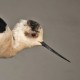 Ходулочник — Himantopus himantopus himantopus