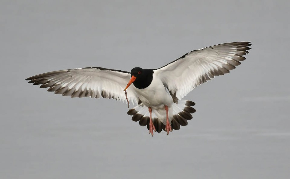 Кулик-сорока — Haematopus ostralegus osculans