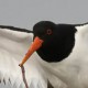 Кулик-сорока — Haematopus ostralegus osculans