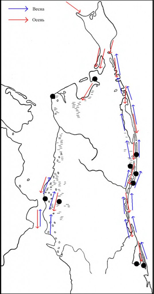 Места находок гнёзд и выводков фифи, а также направления перемещений в период сезонных миграций на Северном Сахалине