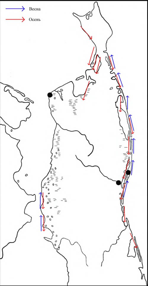 Места встреч выводков большого улита, а также направления перемещений в период сезонных миграций на Северном Сахалине
