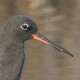Щёголь — Tringa erythropus