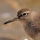 Перевозчик — Actitis hypoleucos