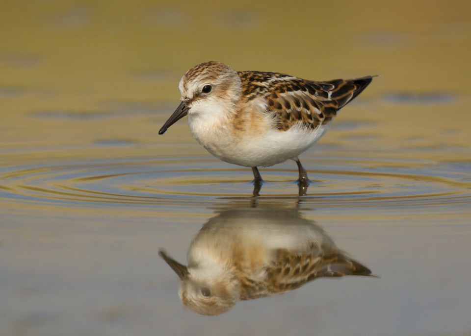 Кулик-воробей — Calidris minuta