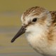 Кулик-воробей — Calidris minuta