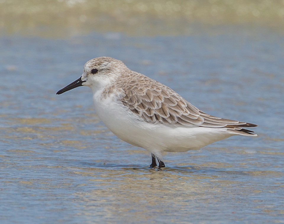 Песочник-красношейка — Calidris ruficollis