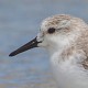 Песочник-красношейка — Calidris ruficollis