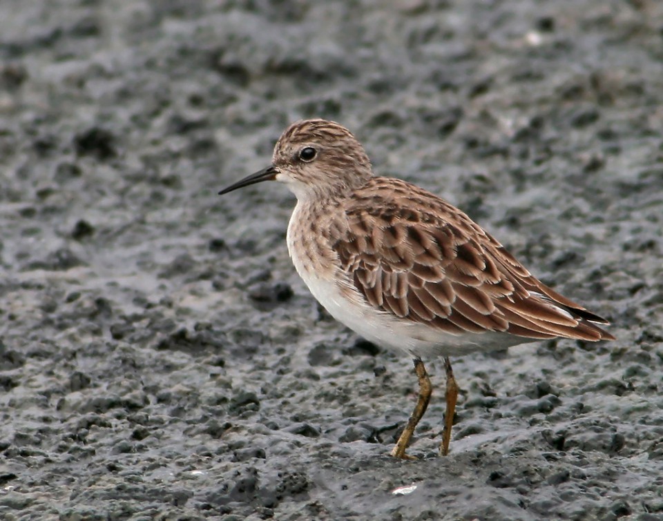 Длиннопалый песочник — Calidris subminuta