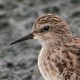 Длиннопалый песочник — Calidris subminuta