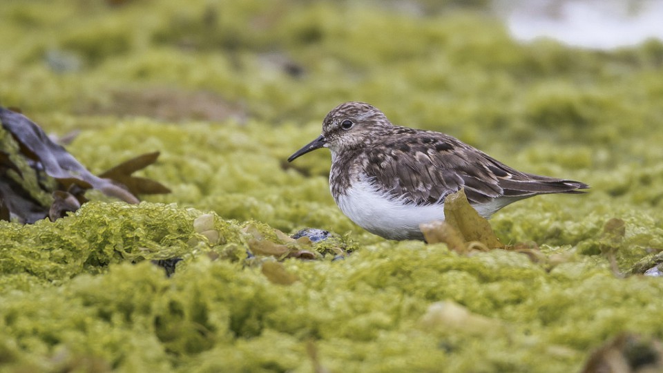 Белохвостый песочник — Calidris temminckii