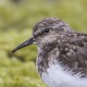 Белохвостый песочник — Calidris temminckii