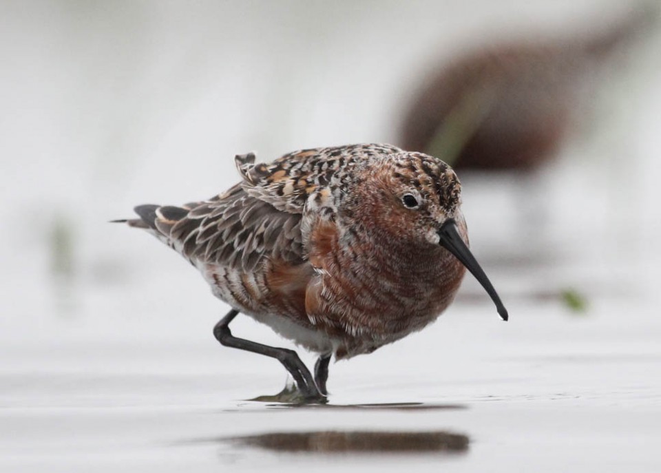 Краснозобик — Calidris ferruginea