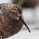 Краснозобик — Calidris ferruginea