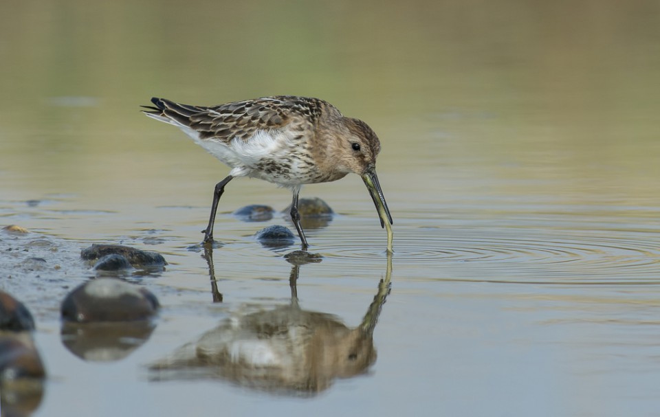 Сахалинский чернозобик — Calidris alpina actites