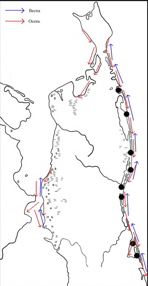 Места находок гнёзд и выводков сахалинских чернозобиков, а также направления перемещений чернозобиков в период сезонных миграций на Северном Сахалине