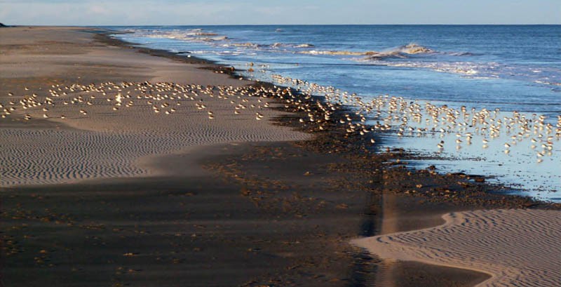 Скопление чернозобиков на морском побережье залива Чайво, 15 октября 2006 года