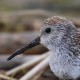 Камчатский чернозобик — Calidris alpina kistchinski
