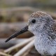 Камчатский чернозобик — Calidris alpina kistchinski