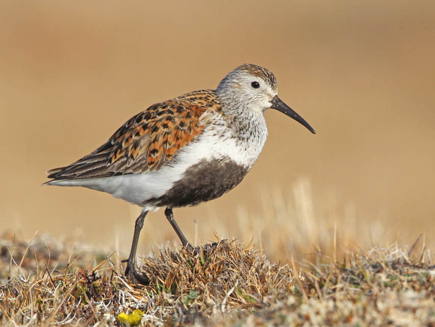 Североаляскинский чернозобик — Calidris alpina arcticola