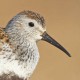 Североаляскинский чернозобик — Calidris alpina arcticola
