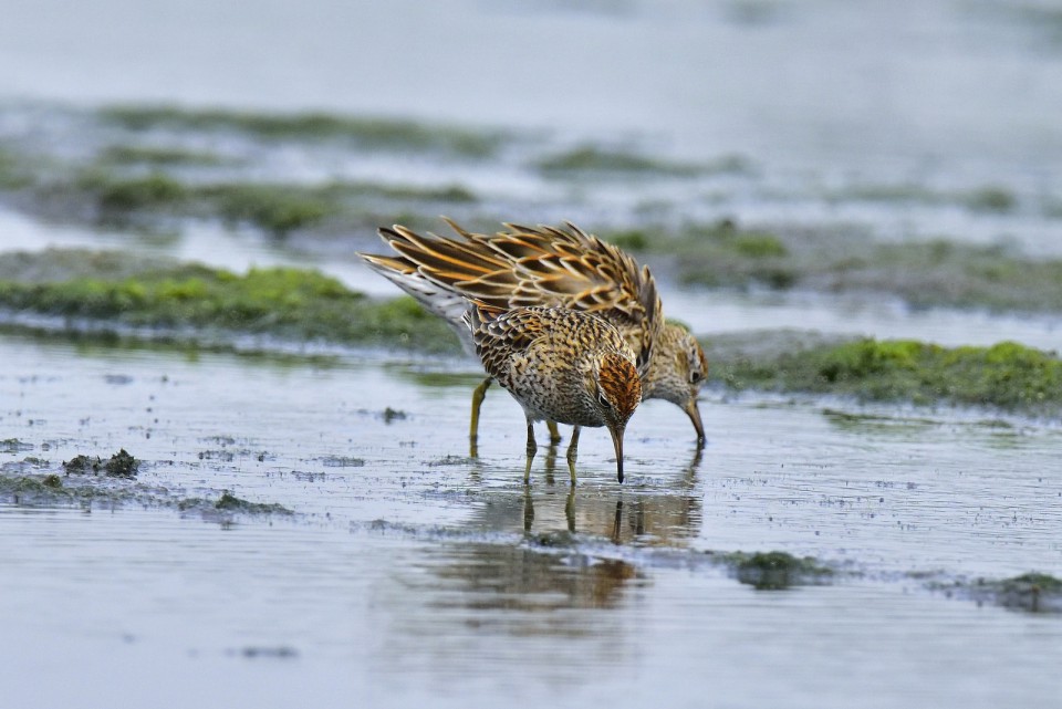 Острохвостый песочник — Calidris acuminata