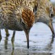 Острохвостый песочник — Calidris acuminata