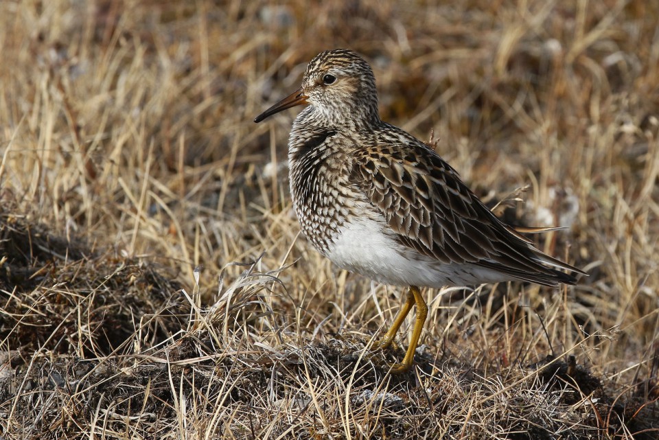 Дутыш — Calidris melanotos