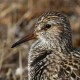Дутыш — Calidris melanotos
