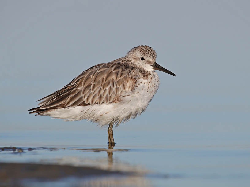 Большой песочник — Calidris tenuirostris