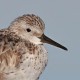 Большой песочник — Calidris tenuirostris