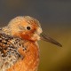 Исландский песочник — Calidris canutus rogersi