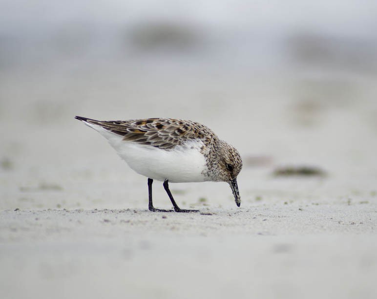 Песчанка — Calidris alba