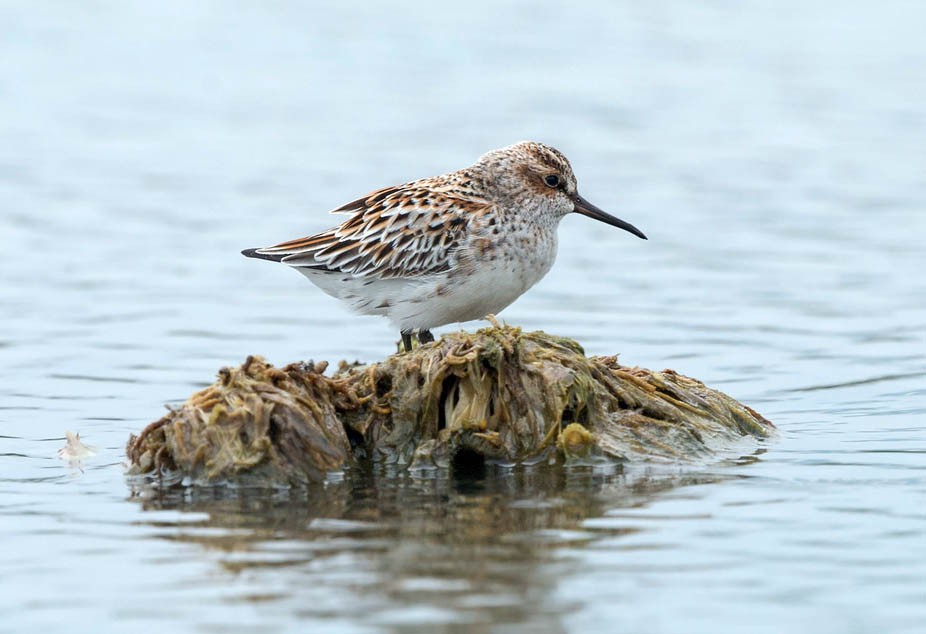Грязовик — Limicola falcinellus sibirica