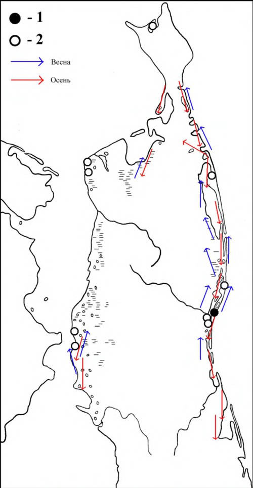 Места встреч гаршнепа (1), гнёзд и выводков бекасов (2), а также направления перемещений бекасов в период сезонных миграций на Северном Сахалине