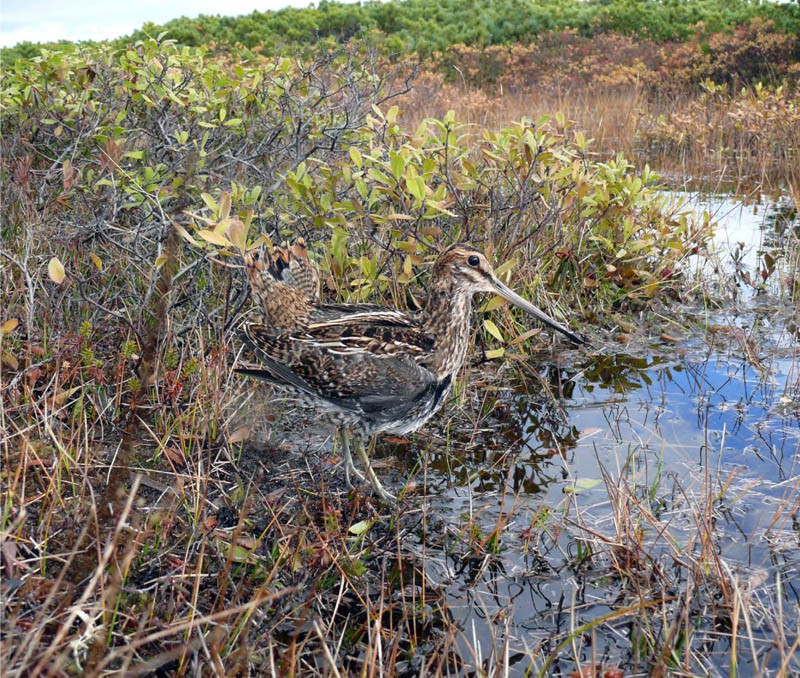 Бекас. Окрестности озера Пилиту (залив Астох), 4 октября 2010 года